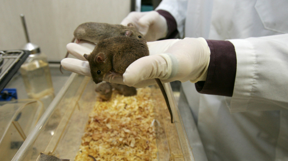 Ricostruito il circuito con cui lo stress rovina sonno e memoria