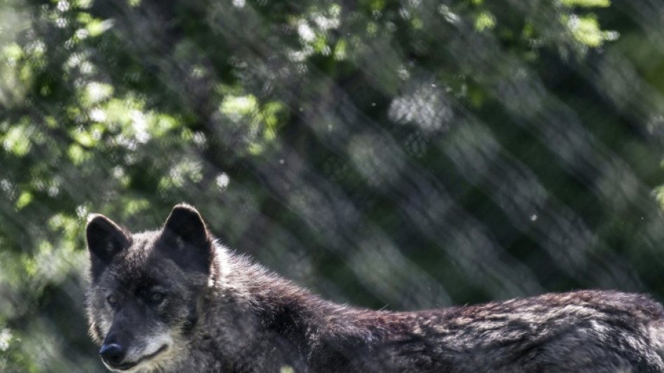 Grèce: une attaque relance les appels pour un contrôle du nombre de loups