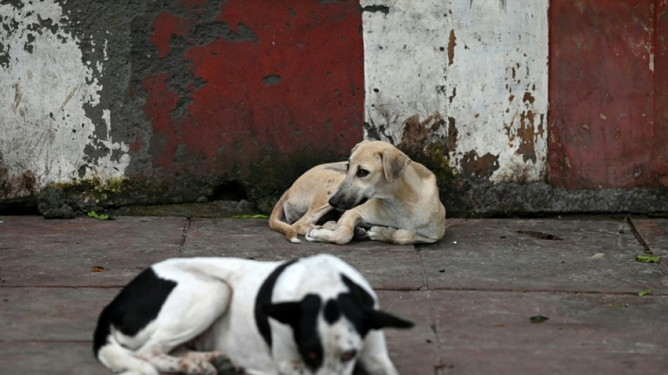 L'Inde revient sur sa décision de débarrasser Delhi des chiens errants