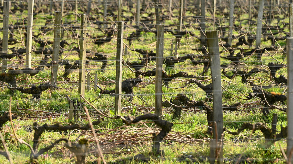Caldo, muore mentre lavora nella vigna nel Piacentino