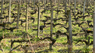 Caldo, muore mentre lavora nella vigna nel Piacentino
