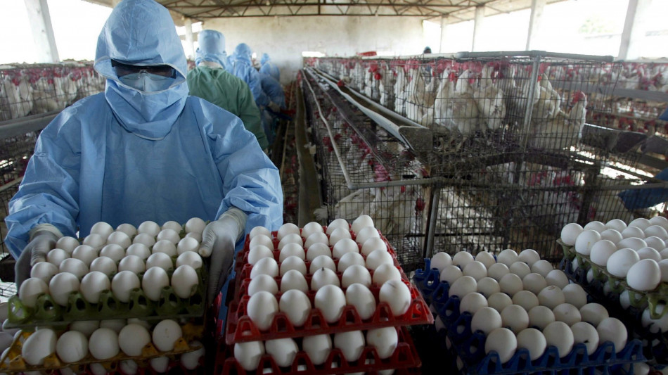 Aviaria, Veneto prima regione italiana ad avviare la campagna vaccinale in allevamenti