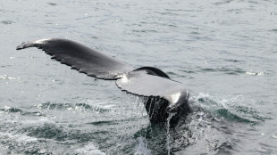 L'Islande vers la fin de la chasse &agrave; la baleine