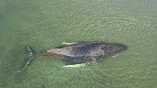 In Ostsee gestrandeter Buckelwal &uuml;ber Nacht verschwunden