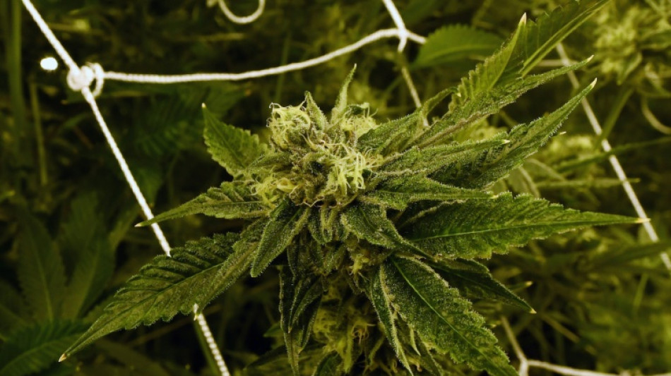La consommation de marijuana en hausse chez les jeunes Am&eacute;ricains, selon une &eacute;tude