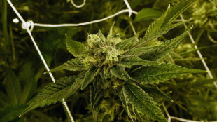 La consommation de marijuana en hausse chez les jeunes Am&eacute;ricains, selon une &eacute;tude