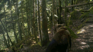 Ourse tuée dans les Pyrénées: l'heure du délibéré pour les chasseurs