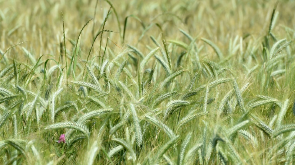 Le manque d'eau menace la croissance des c&eacute;r&eacute;ales, alerte la FNSEA