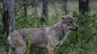 La protection du loup menac&eacute;e de d&eacute;classement