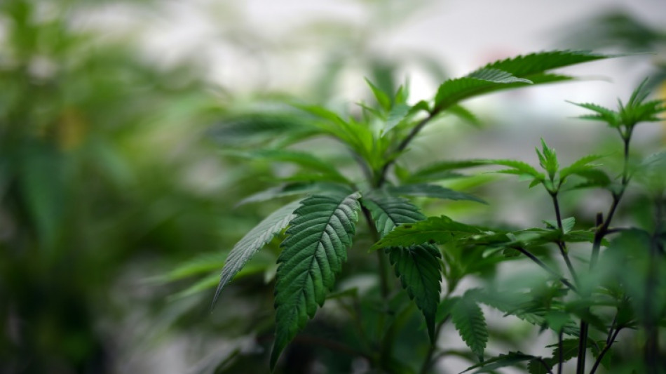 Australie: les médecins se plaignent de prescriptions "excessives" de cannabis médical