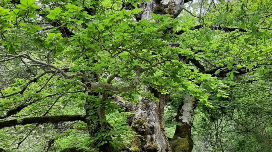 Le foreste non potranno tenere il passo con la crisi climatica