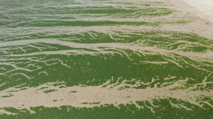 Algues vertes: la justice condamne l'Etat &agrave; indemniser les proches d'un joggeur d&eacute;c&eacute;d&eacute; en 2016