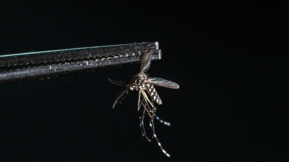 Scientist confronting the rising global threat of mosquitoes