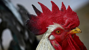 Brauchtum Hahnek&ouml;ppen bleibt in Solingen unter Auflagen erlaubt