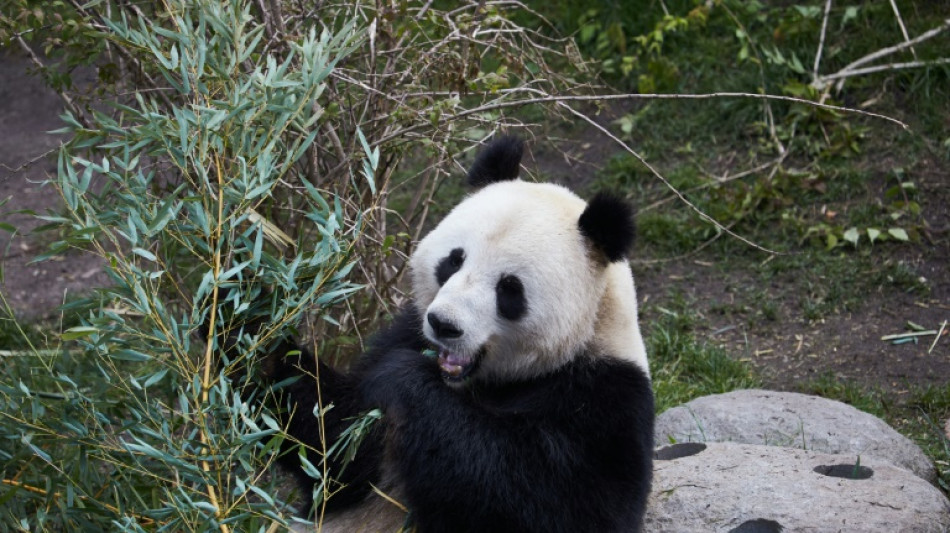 El zool&oacute;gico de Copenhague apuesta por una nueva estrategia para la reproducci&oacute;n de sus pandas