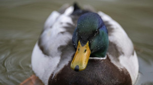 Erboste Ente kopfüber in Schornstein: Schwieriger Einsatz für Helfer in Kiel