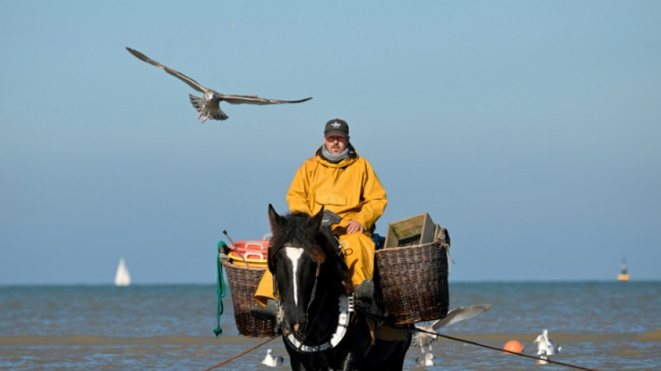 Oostduinkerke, "dernier endroit au monde" pour la p&ecirc;che aux crevettes &agrave; cheval