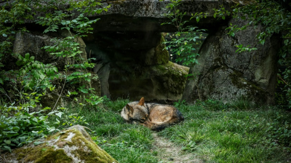 Tuer des loups dans les r&eacute;serves naturelles ? Les ONG vent debout 