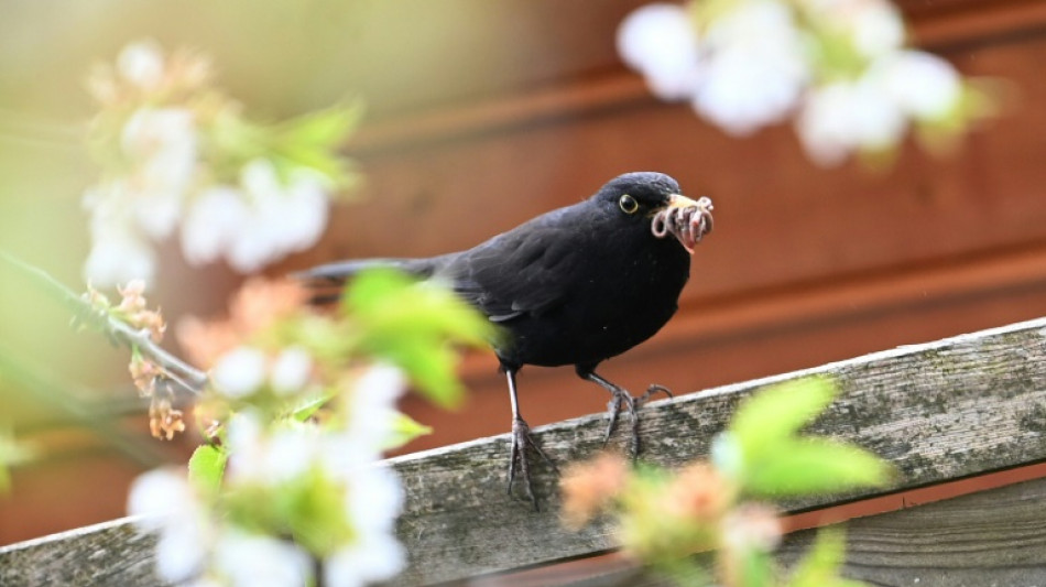 Statistik: Deutsche verbringen rund zw&ouml;lf Minuten am Tag mit Gartenarbeit