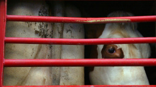 Transport des bêtes: une loi à l'arrêt sur le bien-être animal en Europe