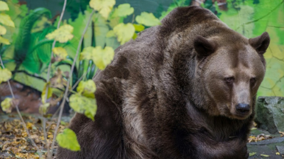 Eslovaquia autoriza el comercio de carne de oso pese a las críticas