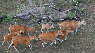 Bovinos en peligro de extinción, guiados con un helicóptero en Camboya para llevarlos a una reserva
