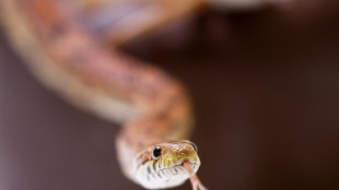 Schlange entfleucht in G&uuml;tersloh aus Nachbarwohnung in Kinderzimmer
