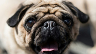 Hund in Pirmasens erst mit Auto entf&uuml;hrt und dann &uuml;berfahren