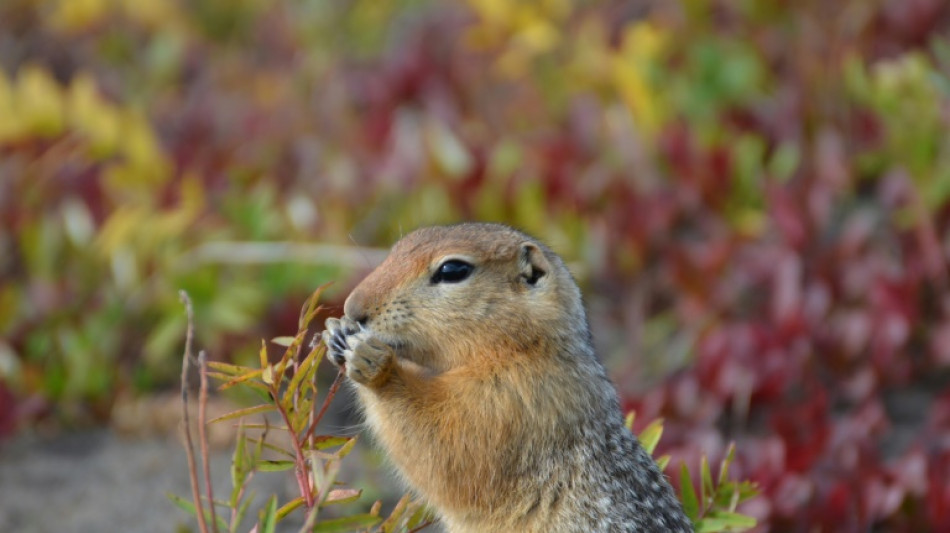 Le r&eacute;chauffement de l'Arctique menace de jeter un froid sur les rencards des &eacute;cureuils