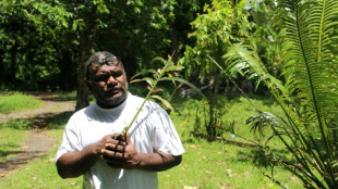 Au Vanuatu, une feuille sacr&eacute;e pour prot&eacute;ger les for&ecirc;ts des pillages