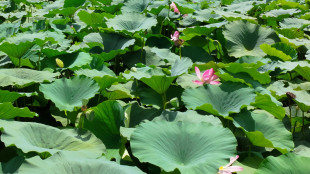 Dai fiori alle radici, il primo atlante genetico di una pianta