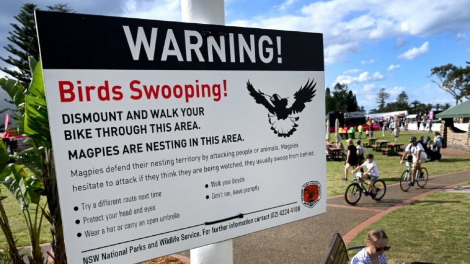 Hitchcock &agrave; Wollongong: les champions cyclistes menac&eacute;s par les oiseaux