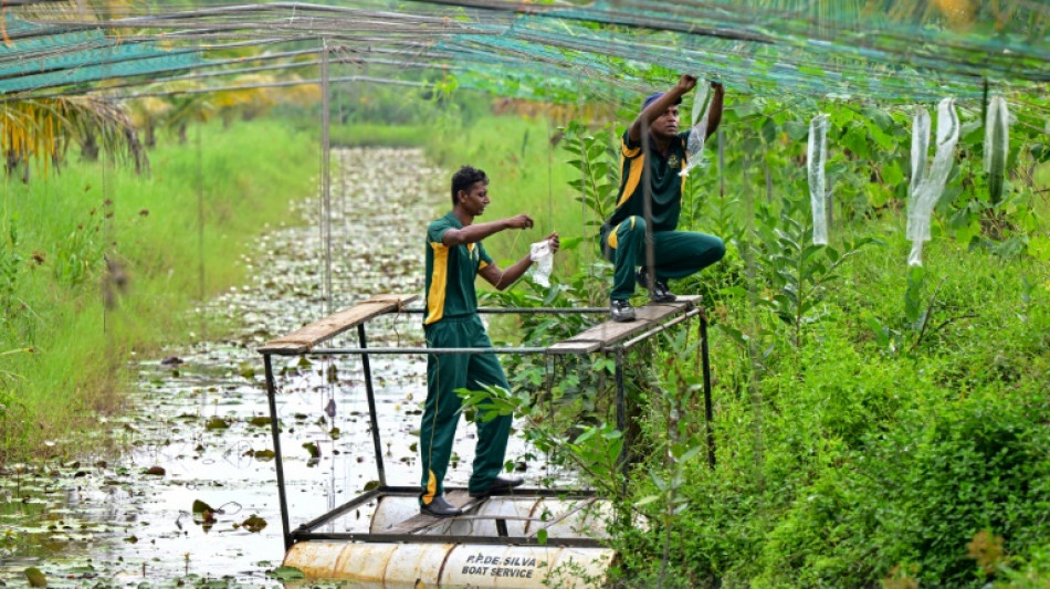 Salt of the earth: Pilot project helping reclaim Sri Lankan farms