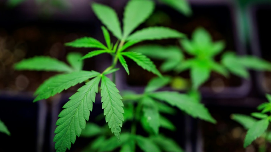 Bundestag macht Weg f&uuml;r teilweise Legalisierung von Cannabis frei
