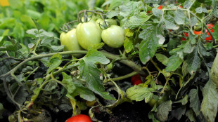 Microaghi di seta per le verdure del futuro, iniettano vitamine