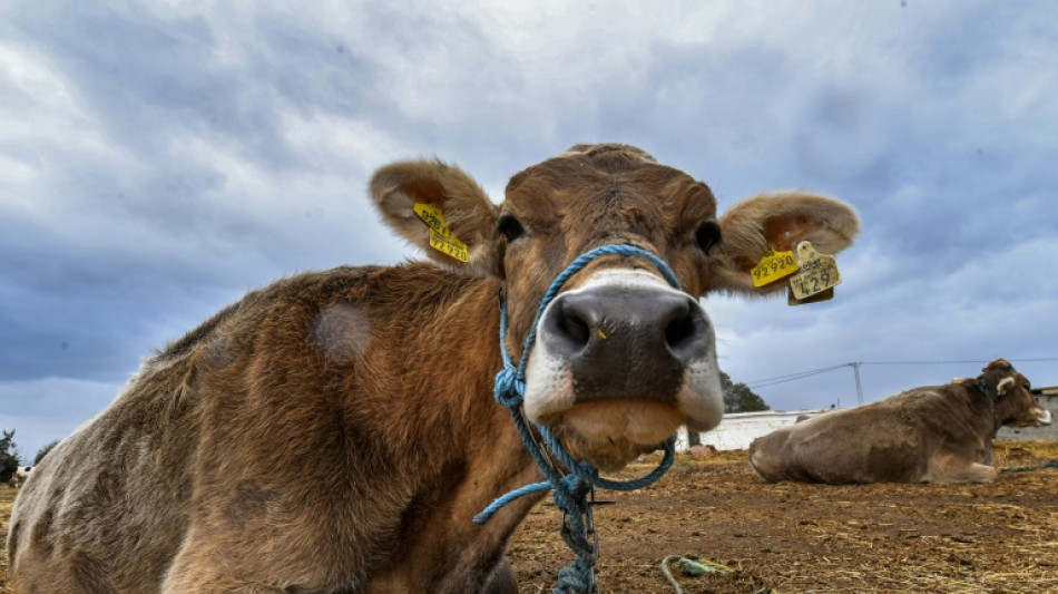 Tunisie: la p&eacute;nurie de lait, sympt&ocirc;me d'une fili&egrave;re "en lent effondrement"