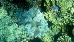 Australie: la Grande barri&egrave;re de corail subit un "blanchissement massif"