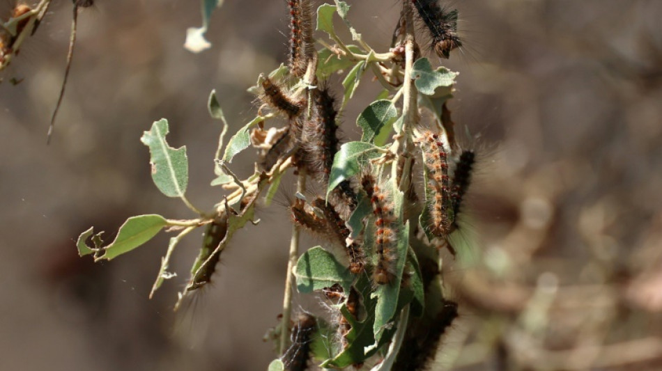 En Corse, "l'enfer" des chenilles du bombyx disparate, d&eacute;voreuses de 20.000 hectares de for&ecirc;ts