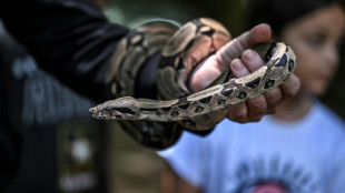 Mordeduras de serpiente en Venezuela, entre la ignorancia y la escasez de ant&iacute;dotos