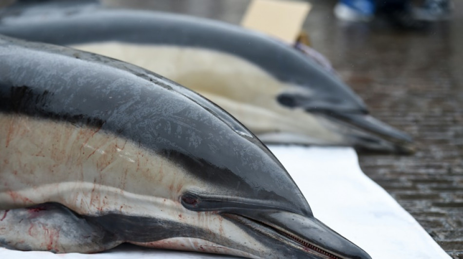 Dauphins: une enveloppe de 20 millions d'euros pour indemniser les p&ecirc;cheurs, selon leur ministre