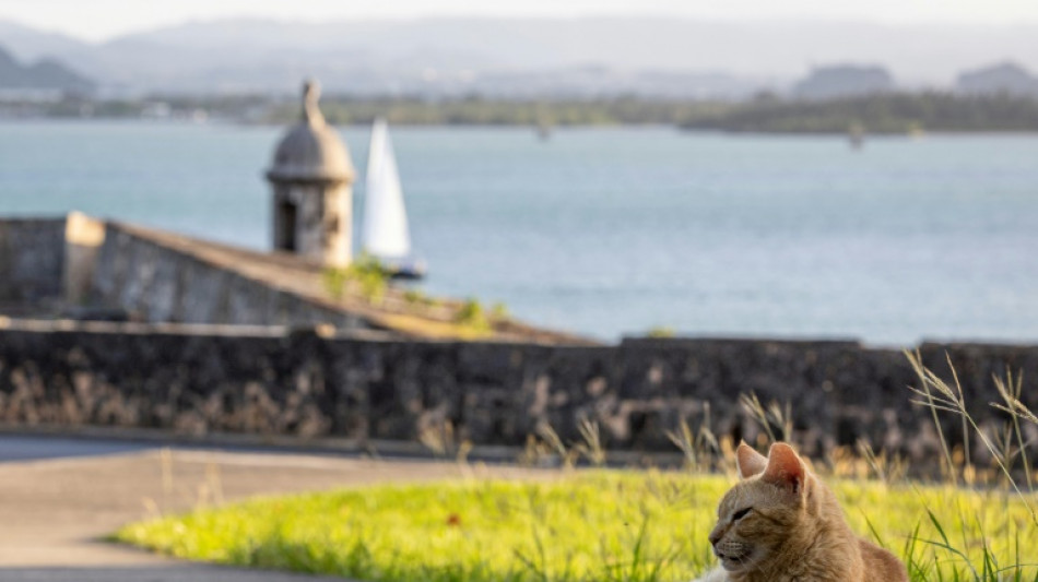 Ativistas lutam contra remo&ccedil;&atilde;o de gatos de rua em Porto Rico