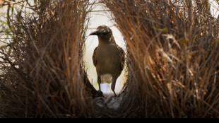Ryan Reynolds d&agrave; voce agli Underdogs del regno animale
