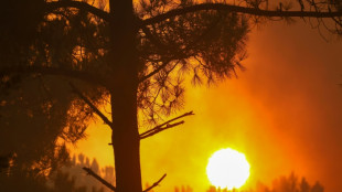 Autoriser ou non &agrave; chasser les animaux ayant surv&eacute;cu aux incendies ? Le d&eacute;bat monte