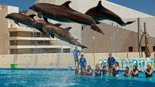 Mexique: interdiction des spectacles avec des dauphins et des baleines