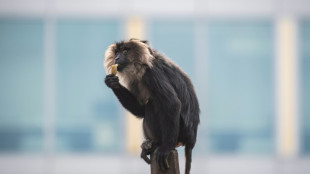 Prozess um Affendiebstahl aus Leipziger Zoo: Mehrj&auml;hrige Jugendstrafen verh&auml;ngt