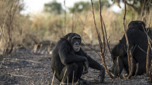Au S&eacute;n&eacute;gal, de fascinants chimpanz&eacute;s des savanes et chasseurs &agrave; la lance