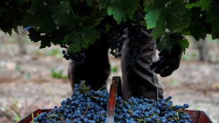 El clima pone en jaque la vendimia en Argentina, la peor en 30 a&ntilde;os
