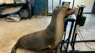Unterwasserl&auml;rm: Australische Forscher testen H&ouml;rverm&ouml;gen von Seel&ouml;wen und Seeb&auml;ren