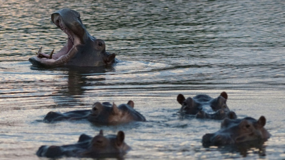 Colombie: les autorit&eacute;s optimistes sur le transfert de 70 hippopotames "invasifs" en Inde et au Mexique