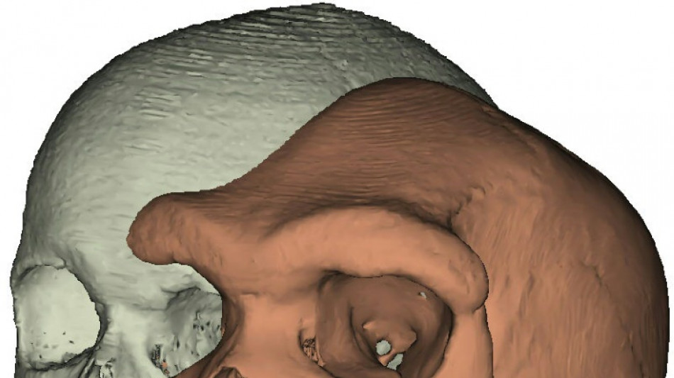 Pour comprendre l'&eacute;volution humaine, suivre la piste des sinus